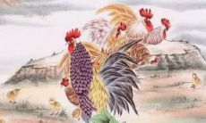 1969年属鸡女健康运势如何 晚年要注意什么