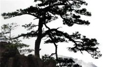 2022年农历腊月初九开业做生意吉利吗 开业祝贺语查询