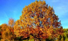 2022年白羊座8月运势及运程 2022年8月白羊座运势完整解读