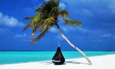 金猴命是什么意思 金猴的人运势如何