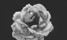 2022年非常吸引异性的生肖女 容易遇到真爱的属相