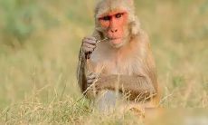 属猴人在2022年下半年被幸运之神宠幸