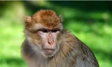 2023年属猴人各方面的运气如何