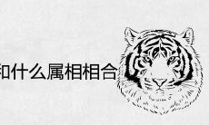 2022属虎和什么属相相合