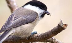 2022年很多人换大运是真的吗 哪些生肖会财运大翻身