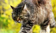 蔡德贤姓名评分92分