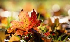 祁吉晓姓名评分75分