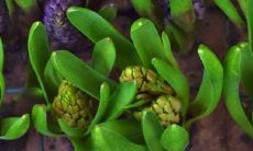 属猴避开生几月的虎 2022年生虎宝宝相冲吗