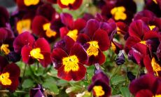 安忠仁姓名评分79分