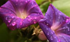 牵牛花吉利吗 吉利招财的花有哪些