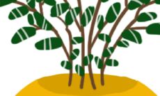 买发财树的摆放禁忌有哪些