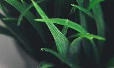 卫生间适合养什么花图解大全