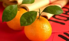 客厅明财位摆放什么植物风水好