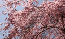 房子西北角种什么树风水好