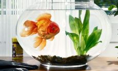 鱼缸最佳摆放位置图解大全