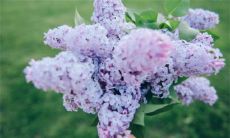 2022年12月3日嫁娶好不好 农历十一月初十适合结婚吗