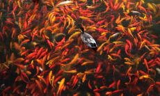 九鲤图鱼朝向哪边风水好