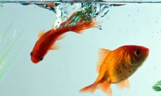 家里鱼缸摆放位置最佳风水图详解