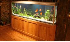 鱼缸摆放的最佳位置图解