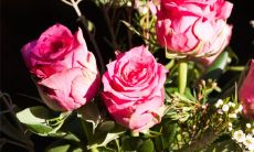 玫瑰花放在哪风水好