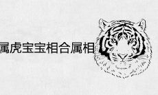 2022年属虎的宝宝相合属相