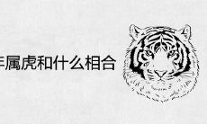 2022年属虎和什么相合