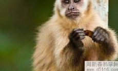 1992年属猴男人的性格脾气如何 做什么生意好