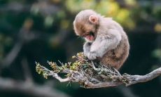 生肖猴做什么梦是发财的预兆