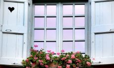 龙骨花放阳台有哪些风水禁忌