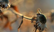 家里的植物死了预示着什么