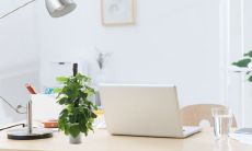 绿萝可以放在卧室吗 绿萝有毒吗