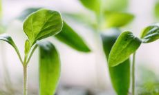 客厅财位适合摆放什么植物最招财 摆放技巧有哪些