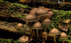 家里长蘑菇风水上有哪些影响