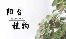 放阳台上耐热耐晒好养活的植物有什么
