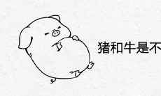 猪和牛是不是上等婚配