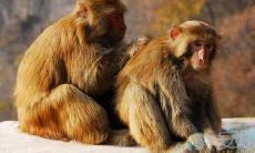 属猴人2021年全年财运如何呢?