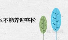 家里为什么不能养迎客松 风水好不好