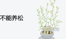 家里为何不能养松 风水讲究有哪些