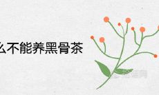 家里为什么不能养黑骨茶 风水寓意吉利吗