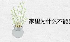 家里为什么不能养玛格丽特花 是招邪花吗