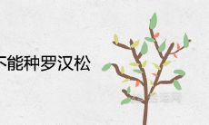 为什么家里不能种罗汉松 是吉利的风水植物吗