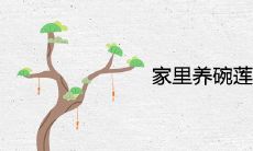 家里养碗莲花有忌讳吗 风水寓意吉祥吗