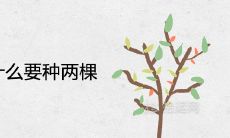 桂花树为什么要种两棵 代表什么风水作用