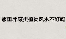 家里养蕨类植物风水不好吗