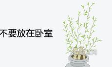 富贵竹千万不要放在卧室为什么