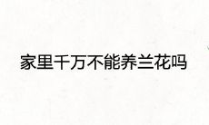 家里千万不能养兰花吗 民间有哪些风水说法