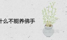 家里为什么不能养佛手 寓意不吉利吗