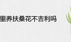 家里养扶桑花不吉利吗 风水寓意好不好