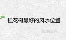 桂花树最好的风水位置 可以种在家里吗