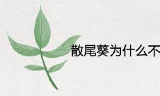 散尾葵为什么不适合放在家里 风水寓意是什么